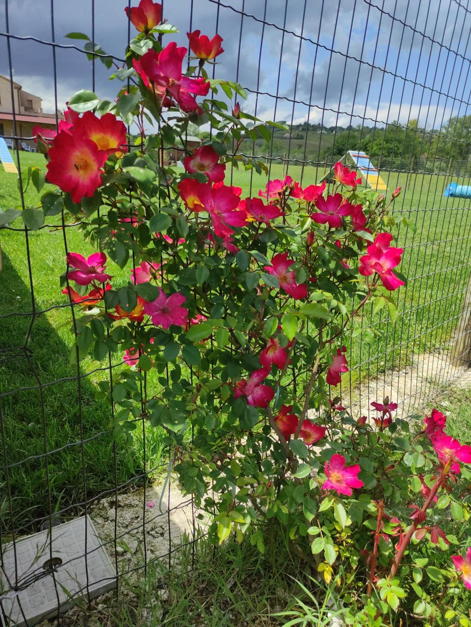 Casa Montefiore 13 Girasoli LT nella tranquilla campagna Marchigiana Ancona Esterno foto